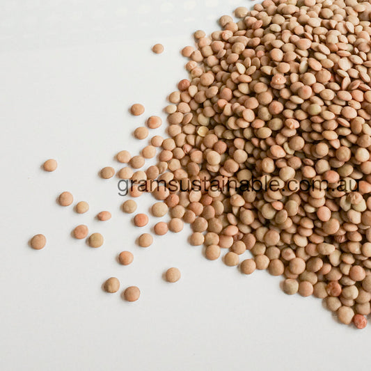 Green Lentils - Australian